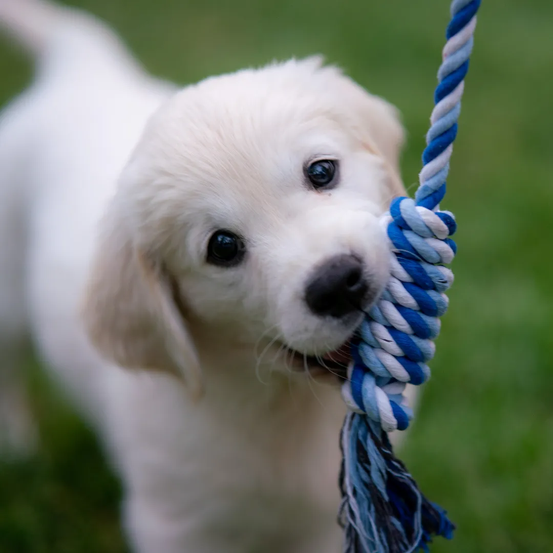 training dog in garden